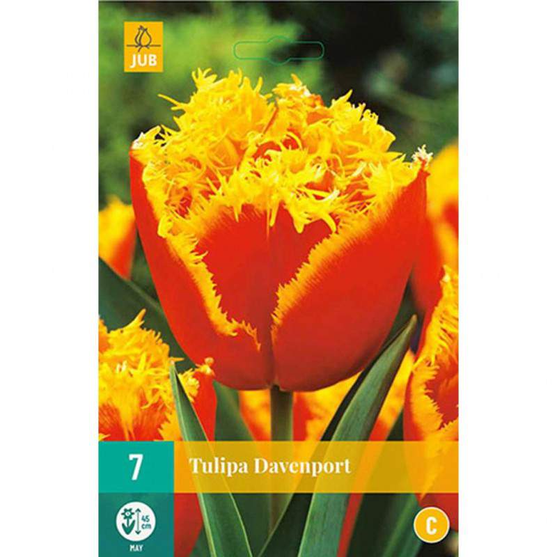 Bulbo de tulipán davenport rojo y amarillo