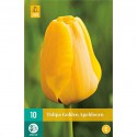 Golden tulip bulb apeldoorn yellow