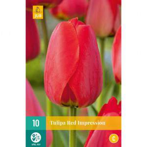 bulb tulip red impression red