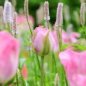 bulbo de tulipán groenlandia rosa y verde