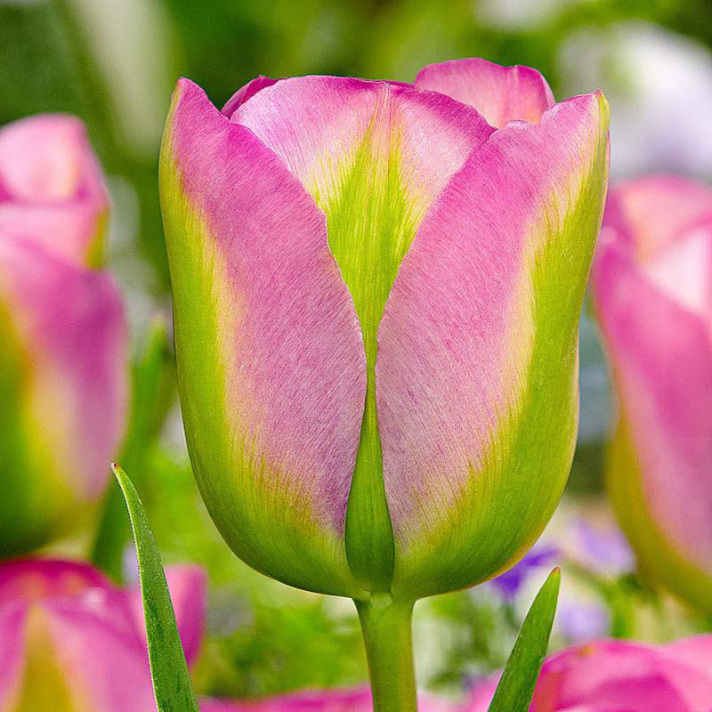 Tulpe Glühbirne Grünland rosa und grün