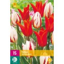 Aventura de bulbos de tulipanes