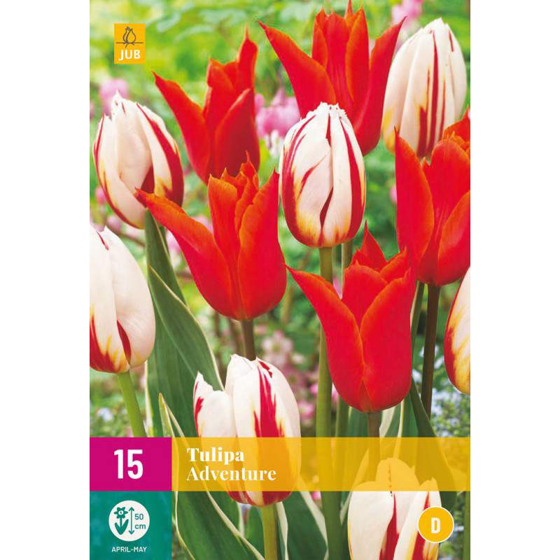 Przygoda z cebulkami tulipanów
