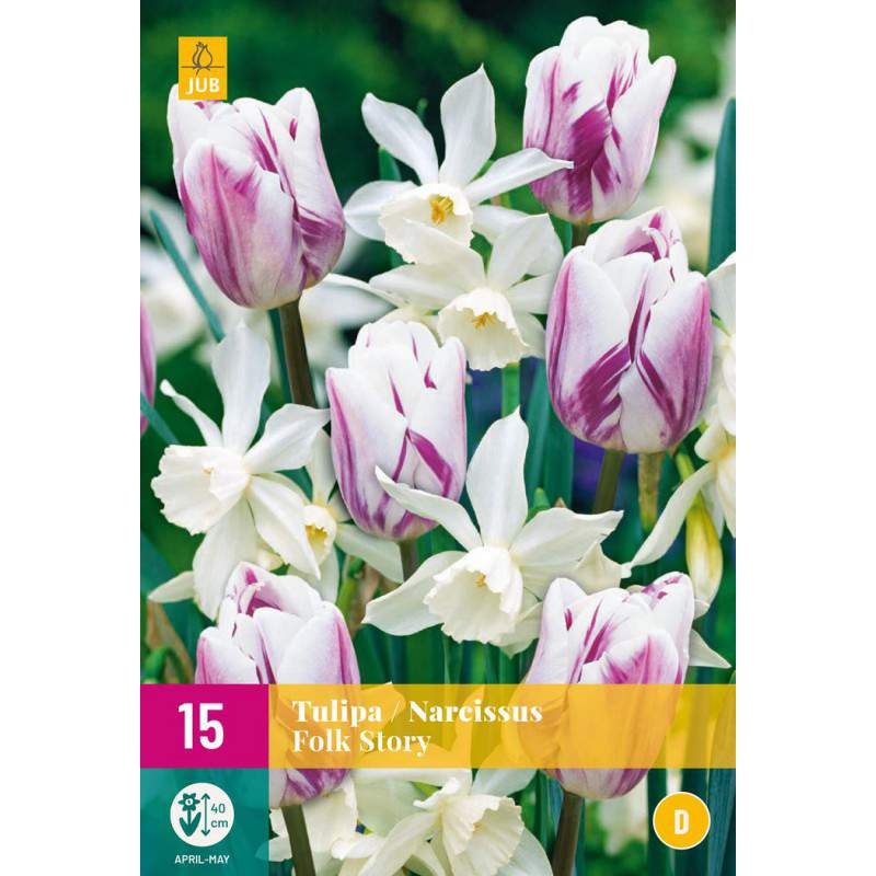 Mezcla de bulbos de tulipán y Narcissus Folk Story