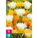 Bulbos de tulipán para tomar el sol