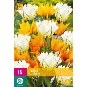 Sunbath tulip bulbs