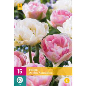 Double Sensation tulip bulbs