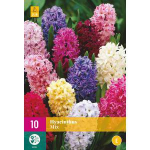 Hyacinth Mix bulbs