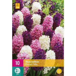 Pastel Mix hyacinth bulbs