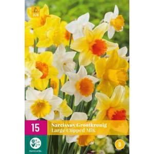 Bulbos de Narcissus Largeflowering Mix
