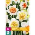 Żarówki Narcissus Macaron Bloss