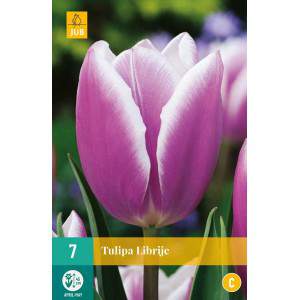 bulb tulip booksje purple