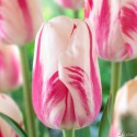 Sorvete de tulipa bulbo branco e rosa