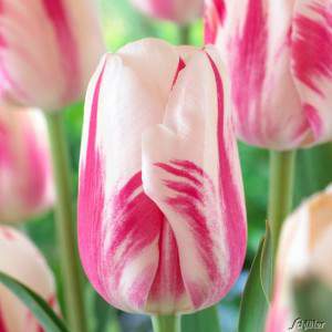 Bulb tulip sorbet white and pink