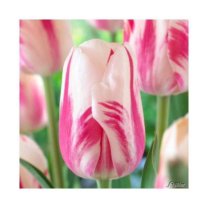 Bulbo de tulipán sorbete blanco y rosa