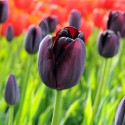 Reine de tulipe d’ampoule du noir de nuit