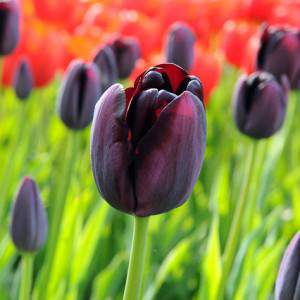Tulip bulbo reina de la noche negro