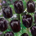 Tulip bulbo reina de la noche negro