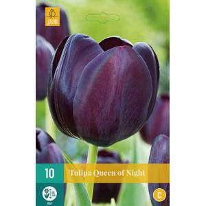 Reina de los bulbos de tulipán de la noche