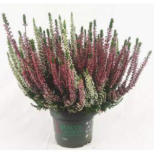 ERICA CALLUNA BICOLOR ROT und WEISS