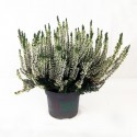 Erica Calluna bianca