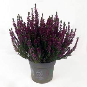 Erica Calluna fuchsia