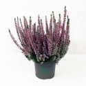 Erica Calluna rosa