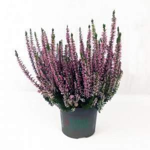 ERICA CALLUNA BELEZA SENHORAS