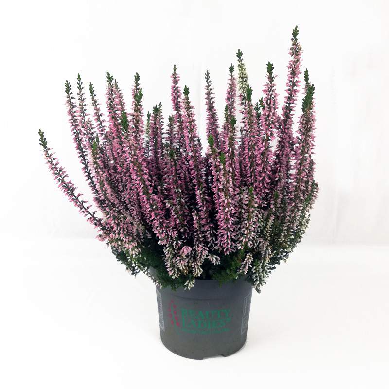 Erica Calluna rosa Erica Calluna rosa