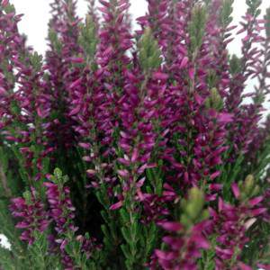 Fiori di Erica Calluna fuchsia