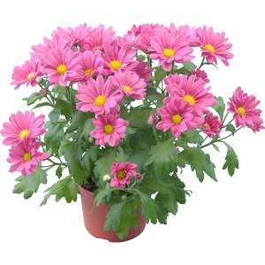 Chrysanthème - Vase Chrysanthemum indicum 12-20cm