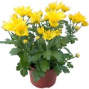 Chrysanthemum -...