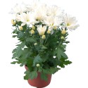 Chrysanthème - Vase...