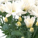 Chryzantema - Chrysanthemum...