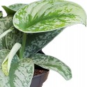 Scindapsus pictus Trebie Leaf - plante exotique