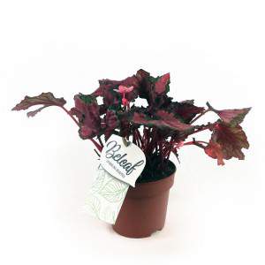 Begonia rex vaso 12 foglia rosa