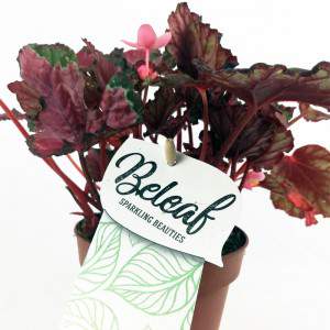 BEGONIA REX rotes Blatt