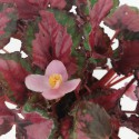 Begonia rex vaso 12 foglia rosa