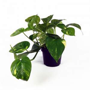 POTHOS EPIPREMNUM AUREUM o SCINDAPSUS AURENM