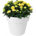 Elho Flower Pot Green Basics Macetero superior 23cm en Active Black, 23x23x19 cm