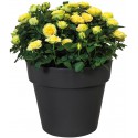 Elho Flower Pot Green Basics top Plantador 23cm em Preto Ativo, 23x23x19 cm