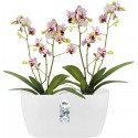 Elho Brussels Orchid Duo 25 - Flowerpot - Soft Pink - Indoor - Ø 25 x H 12.6 cm