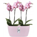 Elho Brussels Orchid Duo 25 - Maceta - Rosa suave - Interior - Ø 25 x H 12,6 cm