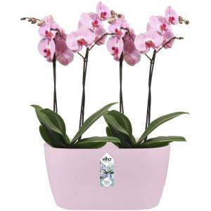 Elho Brussels Orchid Duo 25 - Vaso - Rosa Suave - Interior - Ø 25 x A 12,6 cm
