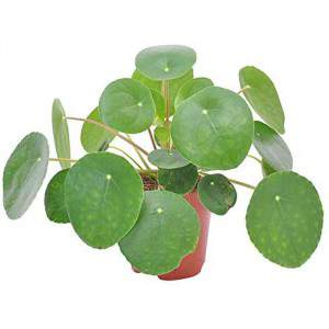 Pilea peperomioides o planta de moneda china