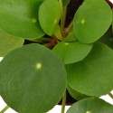 Pilea.