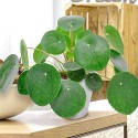 Pilea.