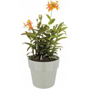 Elho B.for Original Round Mini Flower Pot, Warm Grey, 11 cm