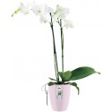 Elho Brussels Diamond Orchid High 12,5 - Vaso - Rosa Suave - Interior - Ø 12,7 x A 15,2 cm