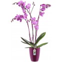 Elho Brussels Diamond Orchid High 12,5 - Pot de fleurs - Rose pâle - Intérieur - Ø 12,7 x H 15,2 cm